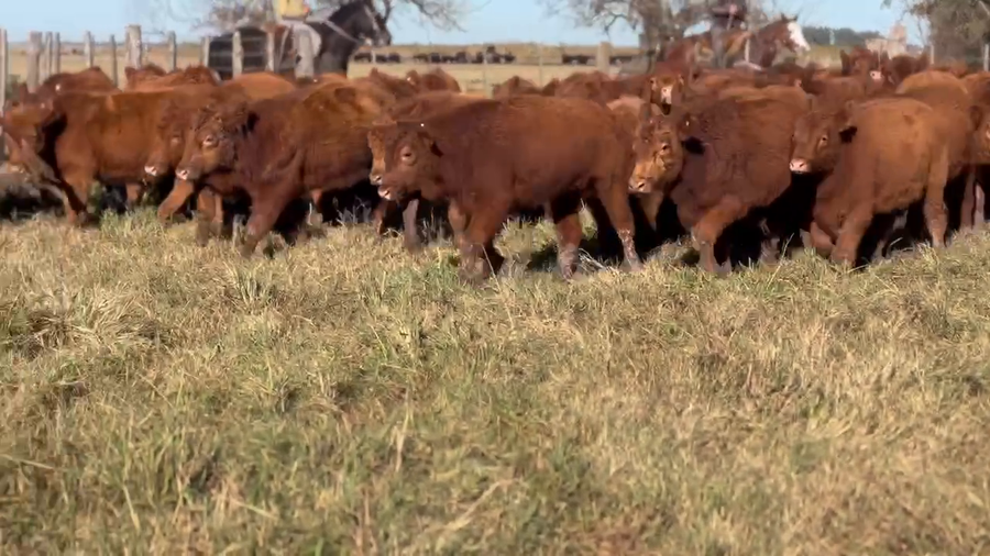 Lote 65 Novillitos en Dolores, Buenos Aires