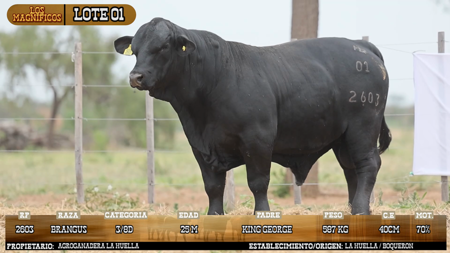 Lote LOTE 1 - VIVO