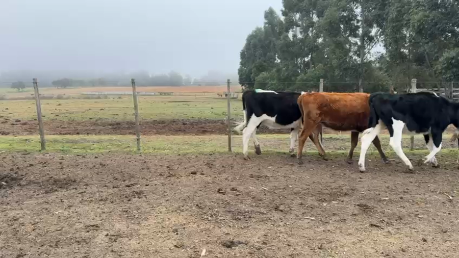 Lote VAQUILLONAS 1 a 2 AÑOS