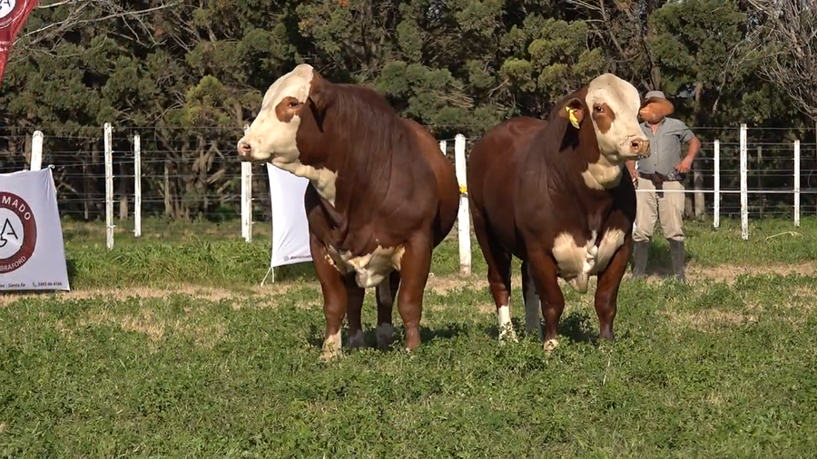 Lote Machos Braford de Don Amado