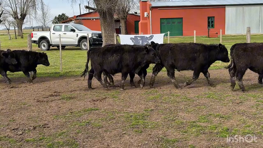 Lote 60 Terneros