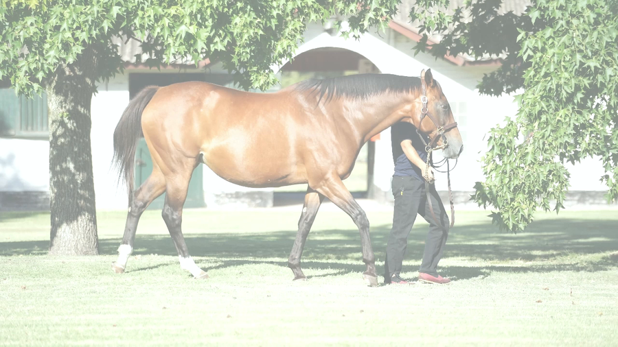 Lote ORIUNDA INC (INCLUDE -  STORMY ORIGINAL)  preñez de GIDU