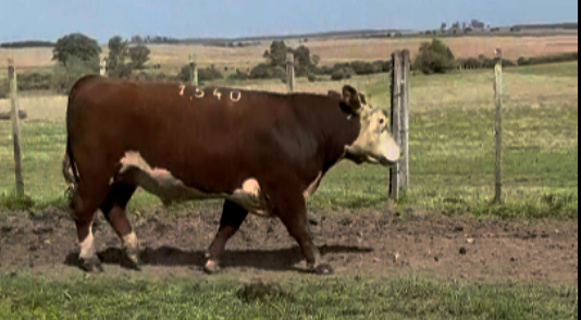 Lote Polled Hereford