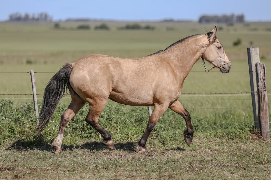 Lote DEL SILENCIO COSTUMBRE