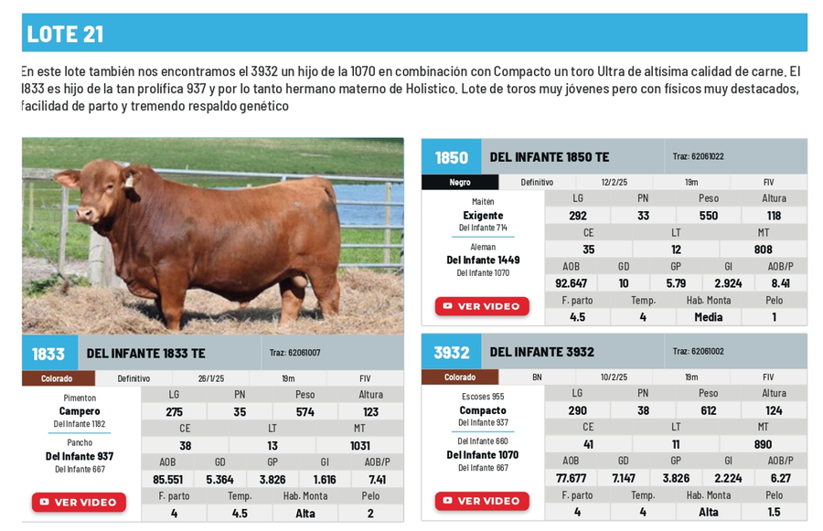 Lote Lote 21