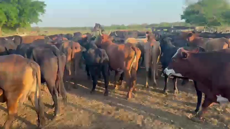 Lote 67 Vacas de invernar en Formosa, Pirané