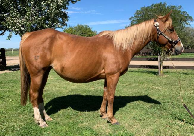 Lote A.A. MISS SHADY WHIZ