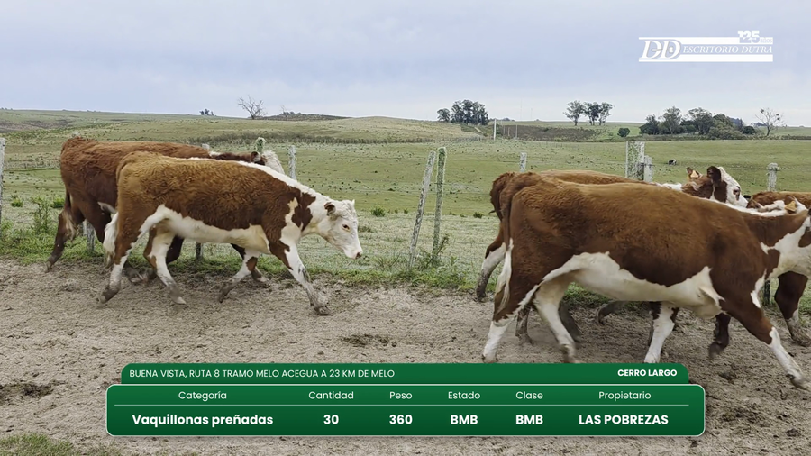 Lote 30 Vaquillonas Vacas Preñadas a remate en Vientres Kiyu 360kg - , Cerro Largo