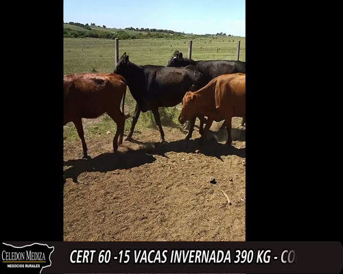 Lote (Vendido)15 Vacas de Invernada 6RA,  4AAxHE , 3RAxHE,  2AA a remate en 12° Remate por Pantalla 390kg -  en - CERRO CARMELO