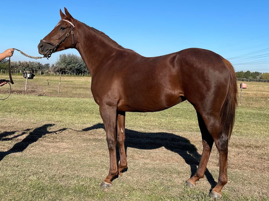 Lote JUGADA PERFECTA