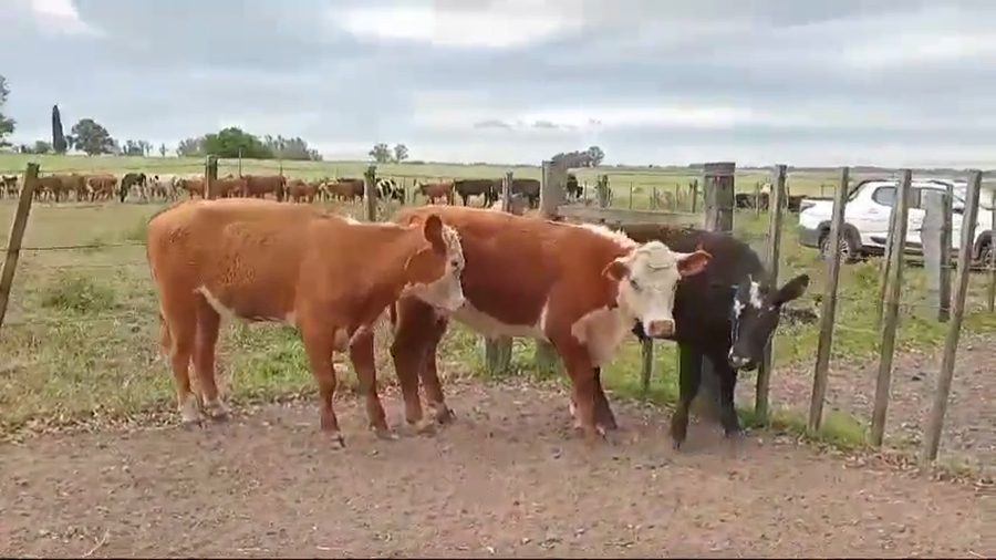 Lote NOVILLOS DE 1 A 2