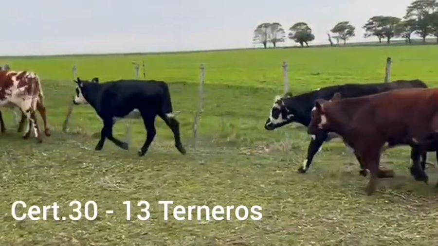 Lote TERNEROS