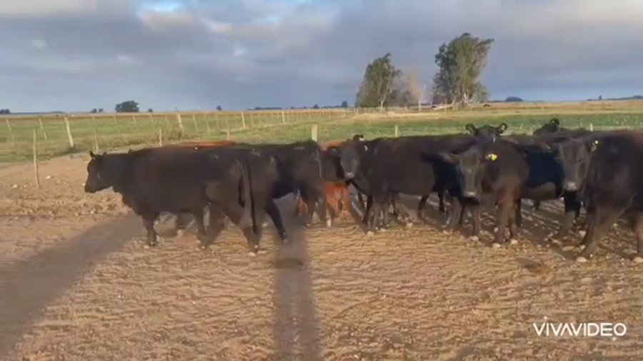 Lote 30 Vaquillonas C/ gtia de preñez en La Plata, Buenos Aires