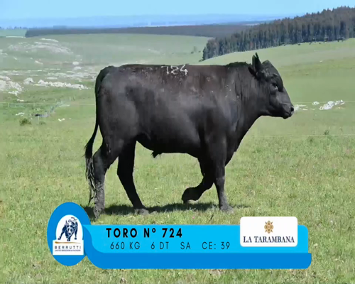Lote TORO 724
