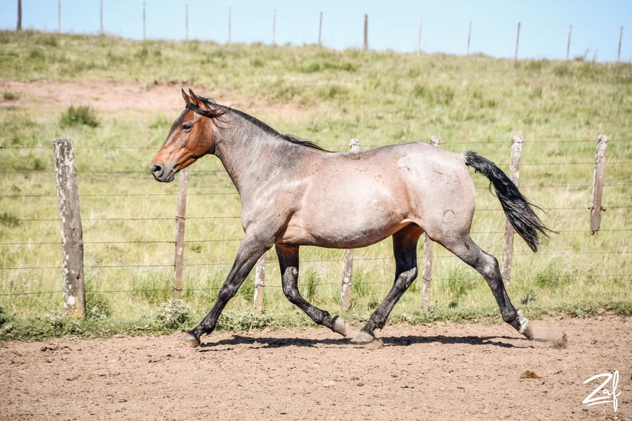 Lote MISIONERA GAITERA