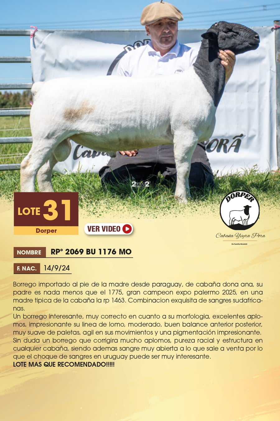 Lote 31 - Dorper