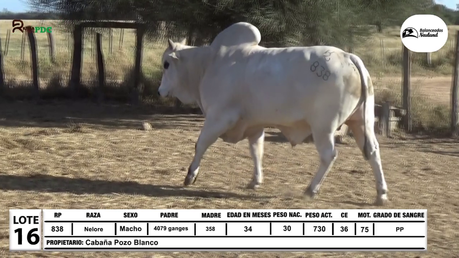Lote Lote 16