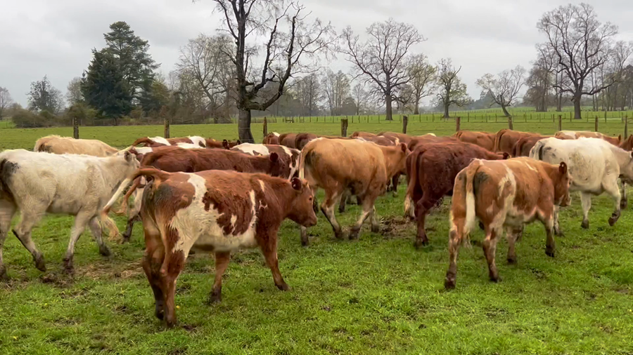 Lote 60 Ternera en Río Bueno, XIV Región Los Ríos