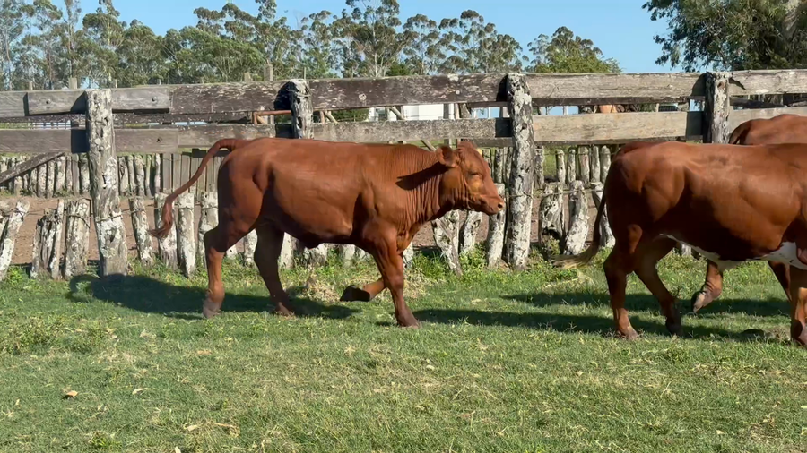 Lote 100 Novillitos en Corrientes, Monte Caseros
