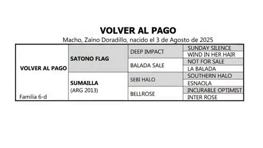 Lote VOLVER AL PAGO