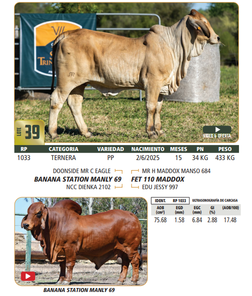 Lote LOTE 39