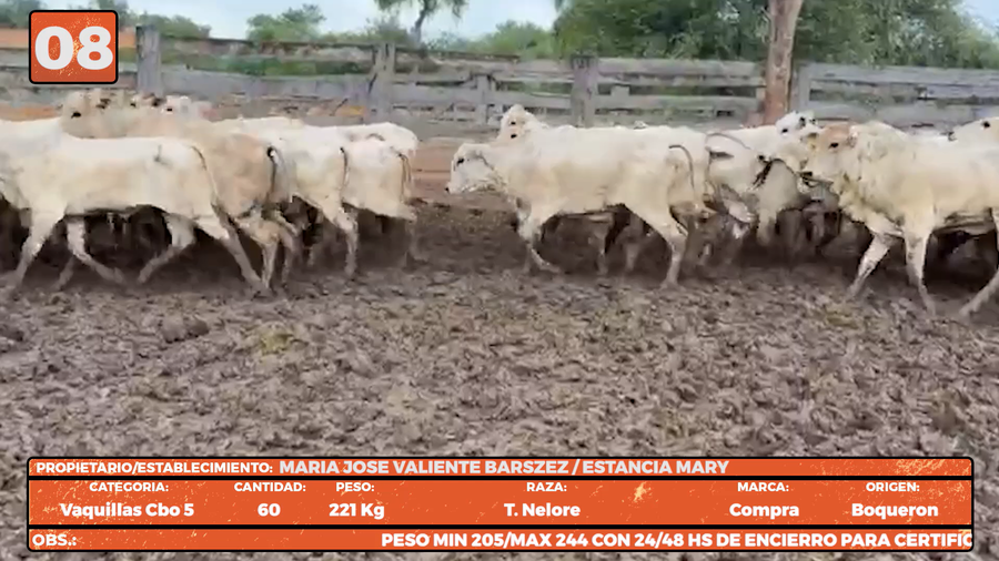 Lote LOTE 8