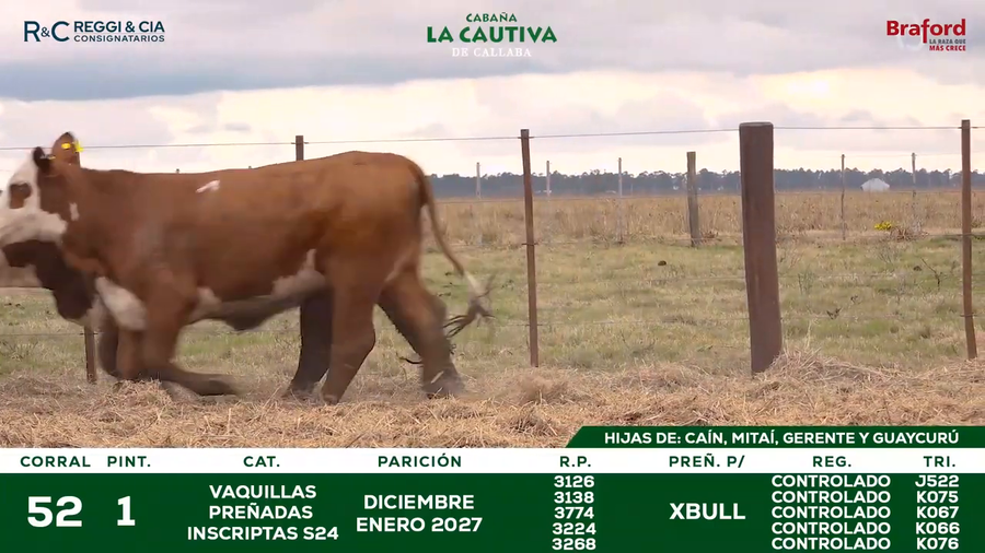 Lote VAQUILLAS BRAFORD  CONTROLADAS PREÑADAS POR IATF 18  Meses. Cabaña La Cautiva