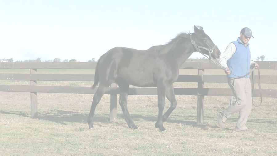 Lote ETERNA PROMESA (BACKYARD HEAVEN - VALIOSA STRIPES)