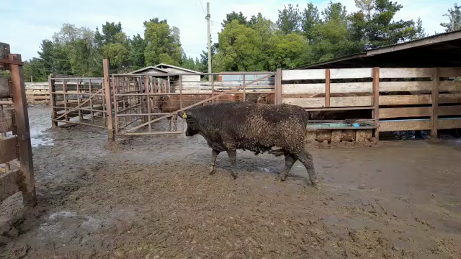 Lote 20 Novillo Gordo en Los Ángeles, VIII Región Biobío