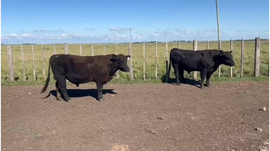 Lote Lote 2 - La Firmeza