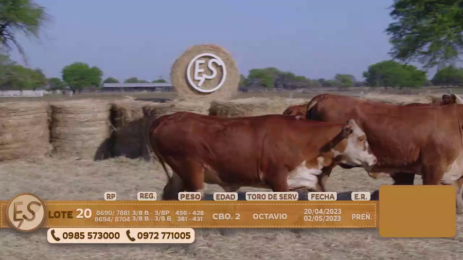 Lote Hembras Preñadas