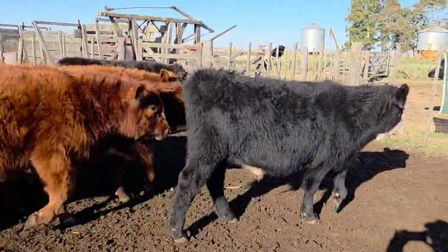Lote 60 Terneros en Tres Aroyos