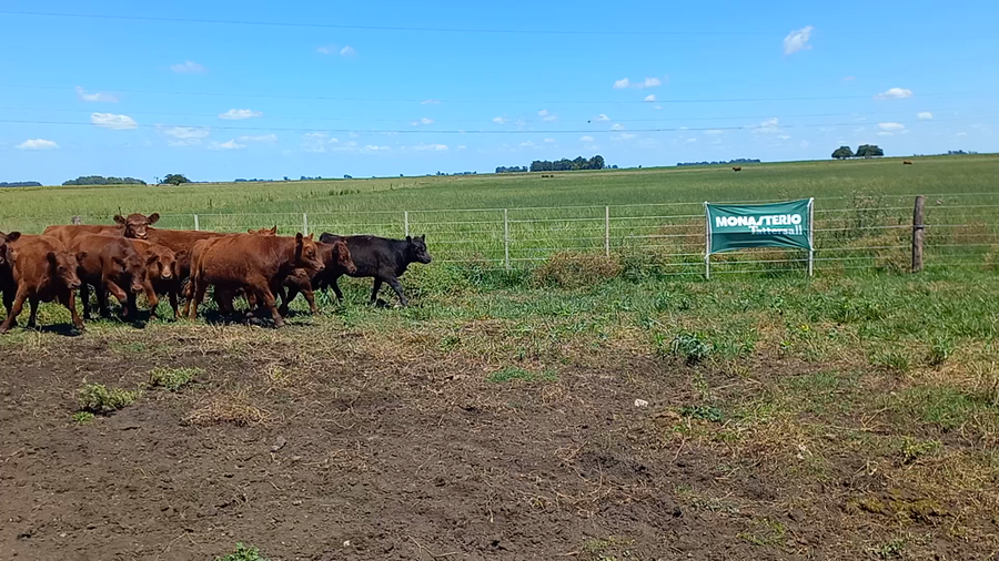 Lote 90 Terneros/as en Necochea