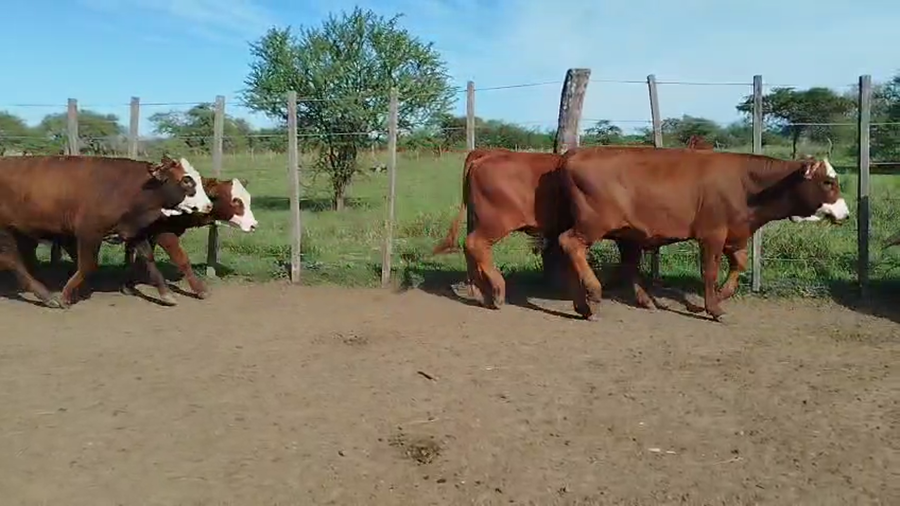 Lote 75 Terneras en Corrientes, Curuzú-Cuatiá