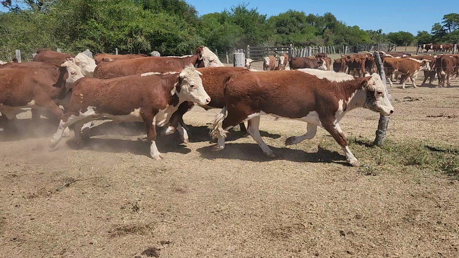 Lote 50 Novillitos en Esquina, Corrientes