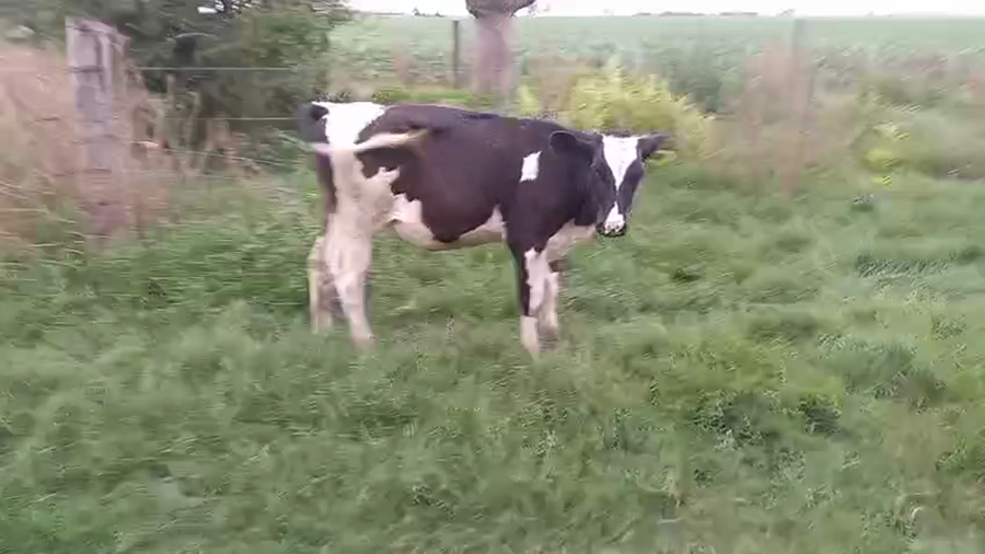 Lote 16 Novillitos Holando Argentino en Brinkmann, Córdoba