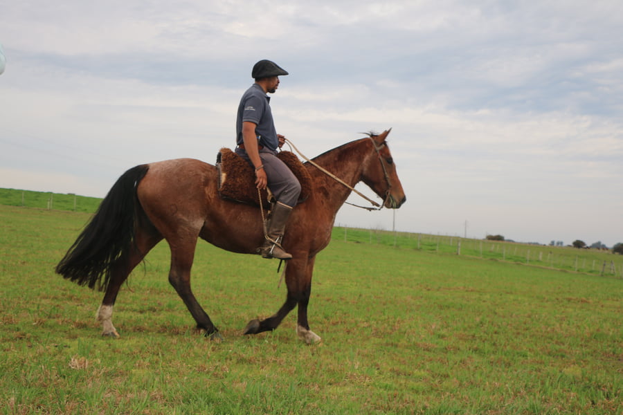 Lote SANTA GLORIA FLOR DEL PAGO