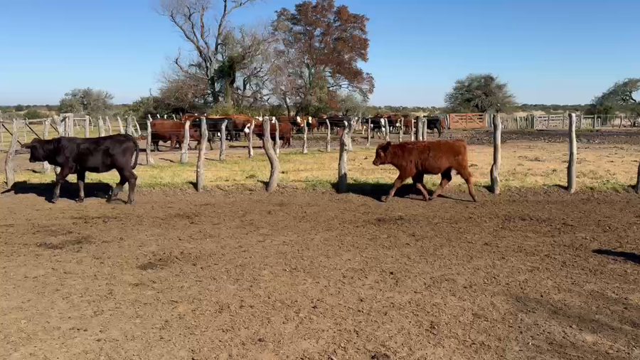 Lote 31 Terneros/as