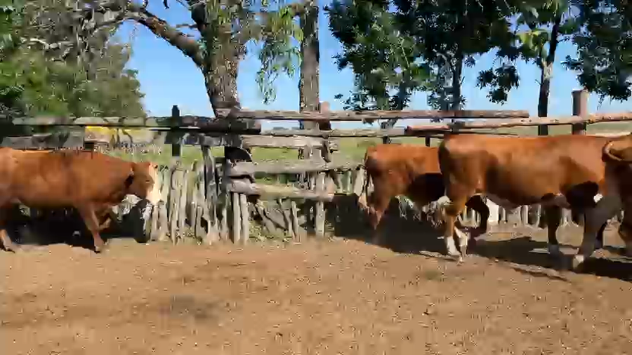 Lote 59 Novillitos
