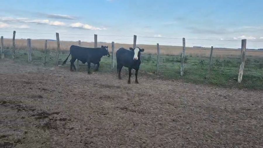 Lote 70 Vaquillonas