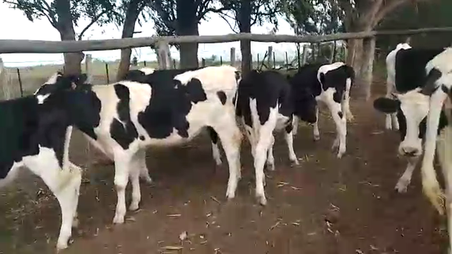 Lote Terneras Hol 10