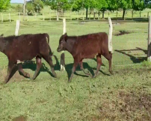 Lote 70 Terneros en Chajarí, Entre Ríos