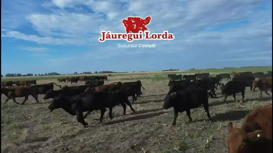 Lote 42 Vaquillonas C/ gtia de preñez