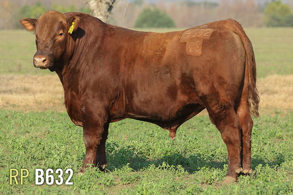 Lote 3 TOROS PUROS DE PEDIGREE