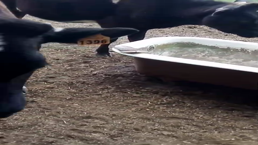 Lote Terneros y Terneras