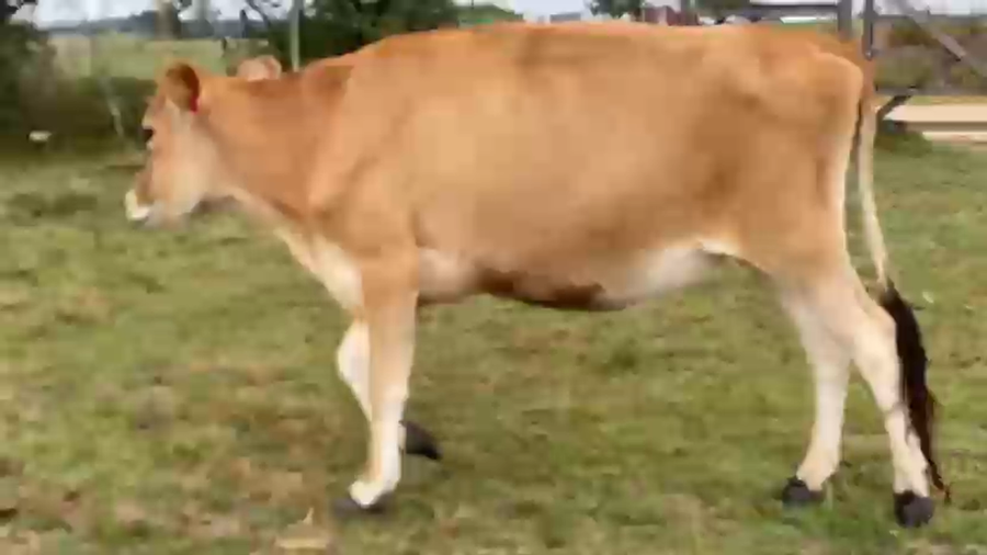 Lote 4 Vaquillonas  a remate en Pantalla Camy - Aniversario 31 Años, San José