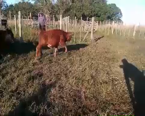 Lote 26 Terneros/as en Maipú, Buenos Aires