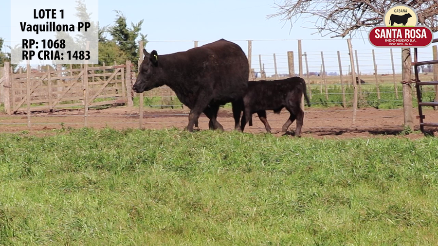 Lote VAQUILLONAS CON CRIA