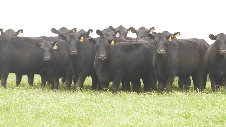 Lote VACAS  ANGUS NEGRAS  MAS  C/ GTIA DE PREÑEZ