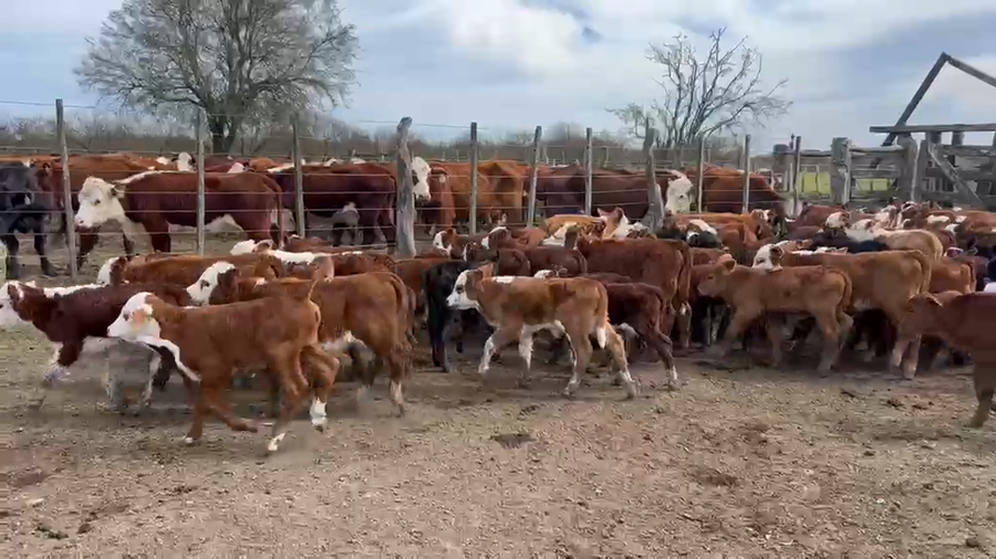 Lote 150 Vacas nuevas C/ cria